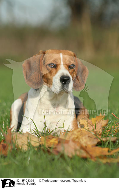 Beagle Hndin / female Beagle / IF-03303