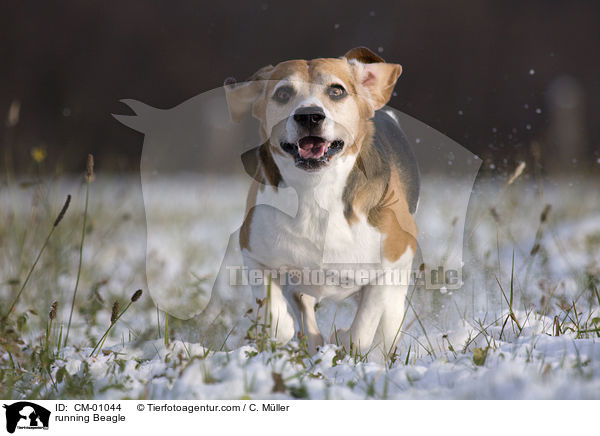 rennender Beagle / running Beagle / CM-01044