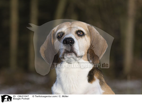 Beagle Portrait / Beagle Portrait / CM-01047