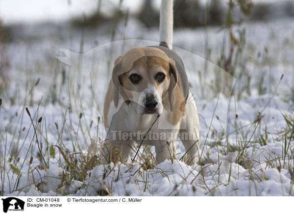 Beagle im Schnee / Beagle in snow / CM-01048