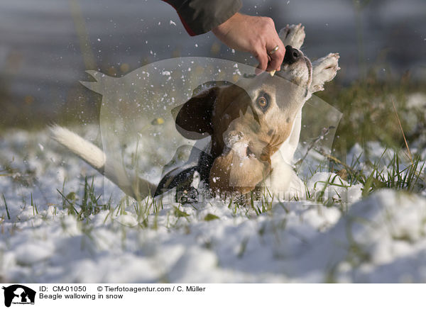 Beagle wlzt sich im Schnee / Beagle wallowing in snow / CM-01050