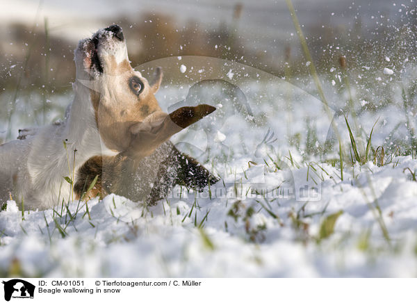 Beagle wlzt sich im Schnee / Beagle wallowing in snow / CM-01051