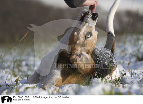 Beagle im Schnee / Beagle in snow / CM-01052