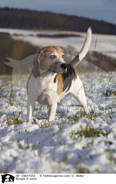 Beagle im Schnee / Beagle in snow / CM-01053