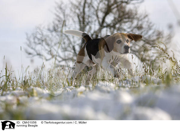 rennender Beagle / running Beagle / CM-01056