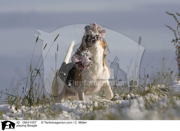 spielender Beagle / playing Beagle / CM-01057