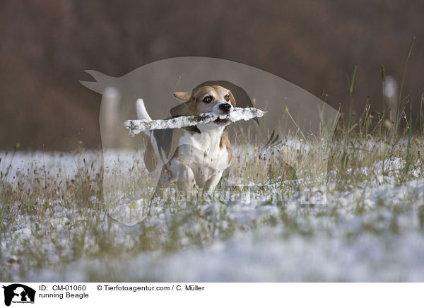 rennender Beagle / running Beagle / CM-01060