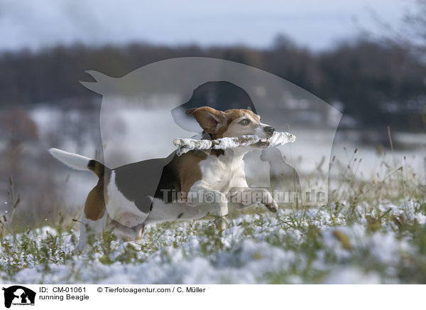 rennender Beagle / running Beagle / CM-01061