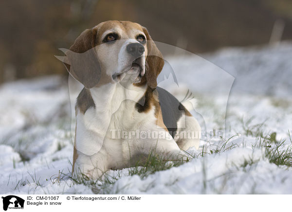 Beagle im Schnee / Beagle in snow / CM-01067