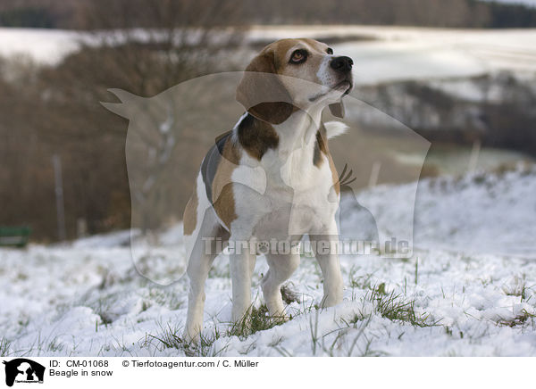 Beagle im Schnee / Beagle in snow / CM-01068