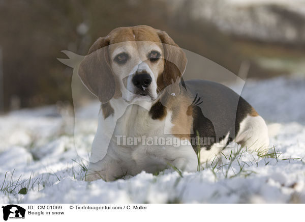 Beagle im Schnee / Beagle in snow / CM-01069