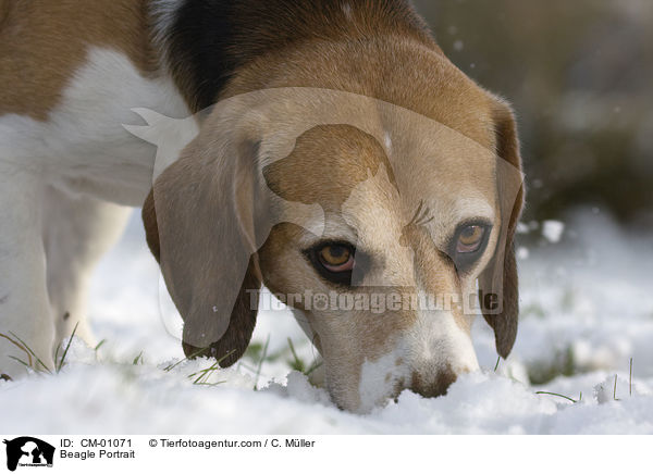Beagle Portrait / Beagle Portrait / CM-01071