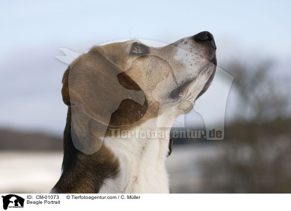Beagle Portrait / Beagle Portrait / CM-01073