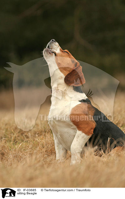 sitzender Beagle / sitting Beagle / IF-03685