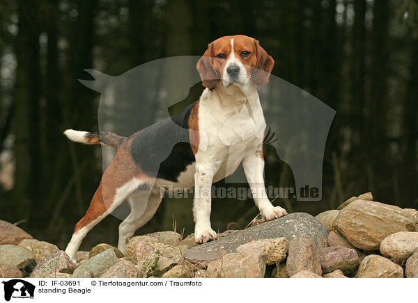 stehender Beagle / standing Beagle / IF-03691