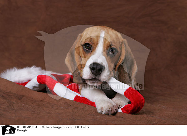 Beagle / Beagle / KL-01034