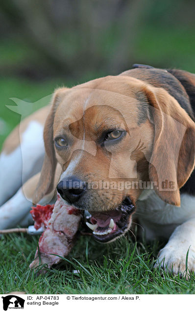 eating Beagle / AP-04783