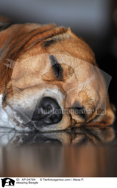 schlafender Beagle / sleeping Beagle / AP-04784