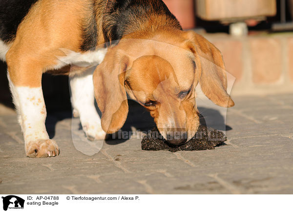 fressender Beagle / eating Beagle / AP-04788