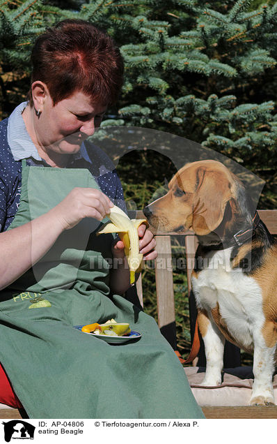 fressender Beagle / eating Beagle / AP-04806