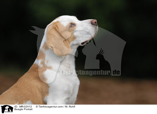 Beagle Portrait / Beagle Portrait / MR-02412