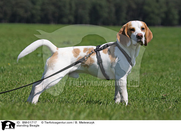 stehender Beagle / standing Beagle / BM-01717