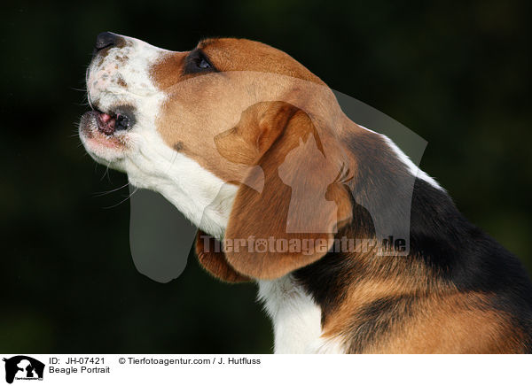 Beagle Portrait / Beagle Portrait / JH-07421
