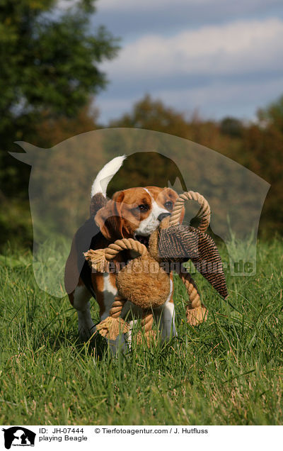 spielender Beagle / playing Beagle / JH-07444