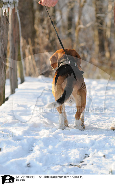 Beagle / Beagle / AP-05761