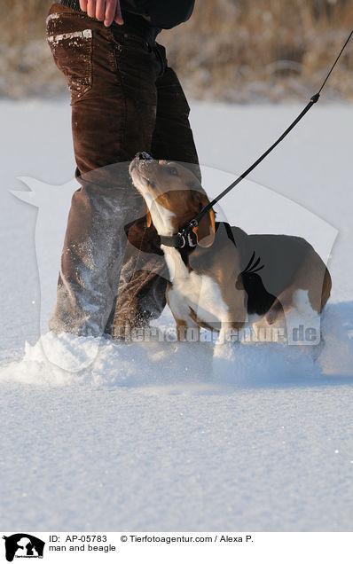 Mann und Beagle / man and beagle / AP-05783