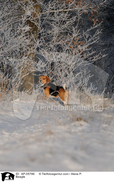 Beagle / Beagle / AP-05786