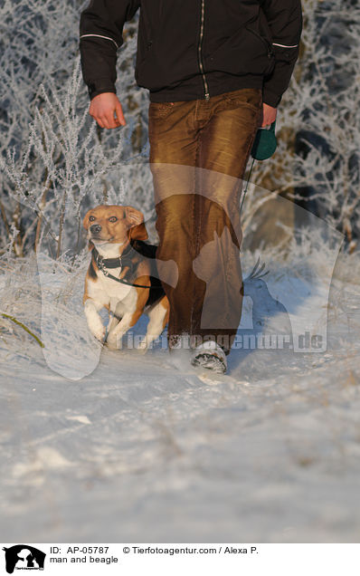 Mann und Beagle / man and beagle / AP-05787