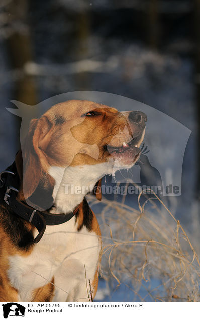 Beagle Portrait / Beagle Portrait / AP-05795
