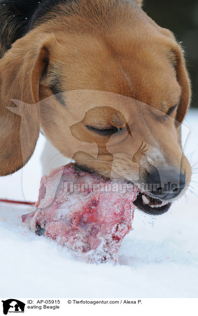 fressender Beagle / eating Beagle / AP-05915