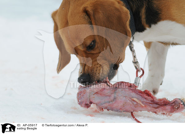 fressender Beagle / eating Beagle / AP-05917