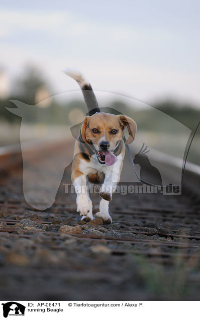 rennender Beagle / running Beagle / AP-06471