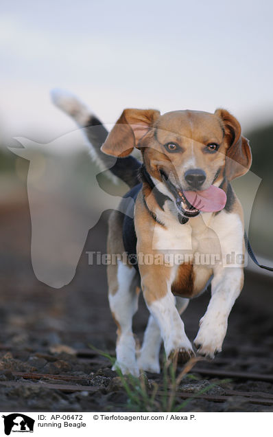 rennender Beagle / running Beagle / AP-06472