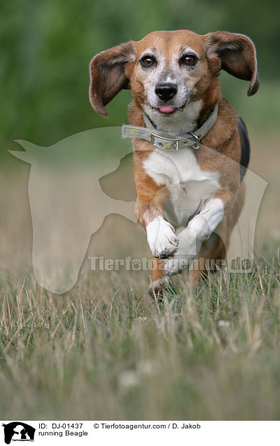 rennender Beagle / running Beagle / DJ-01437