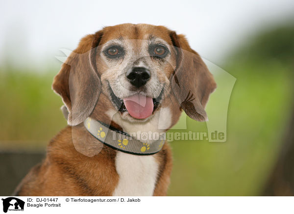 Beagle Portrait / Beagle Portrait / DJ-01447