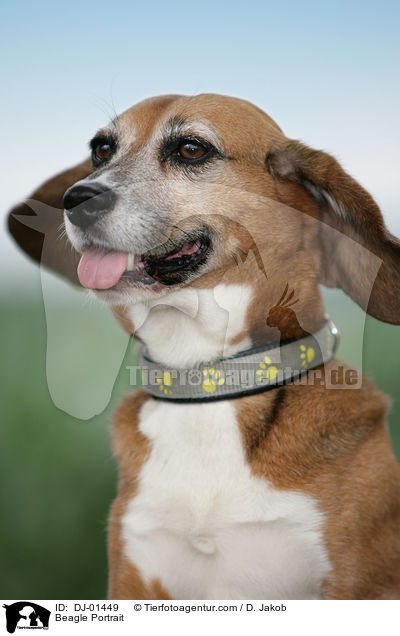 Beagle Portrait / Beagle Portrait / DJ-01449