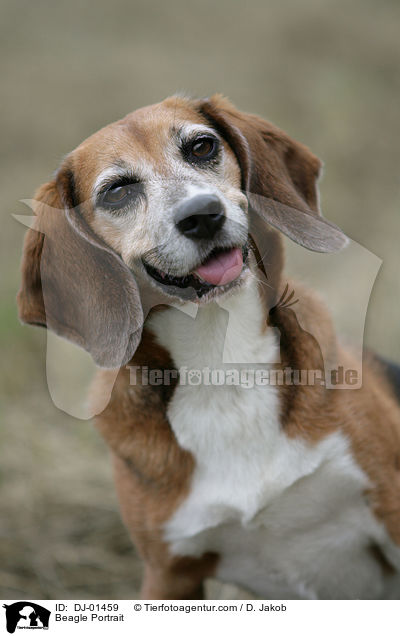 Beagle Portrait / Beagle Portrait / DJ-01459