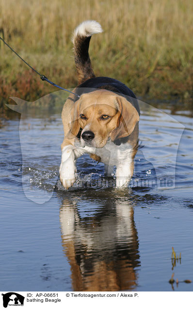 bathing Beagle / AP-06651