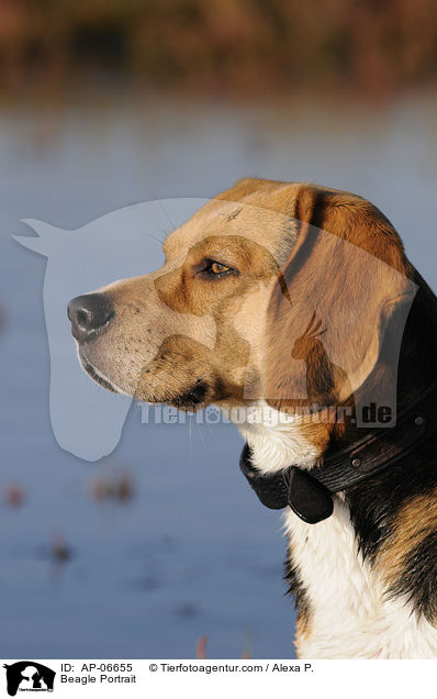 Beagle Portrait / Beagle Portrait / AP-06655