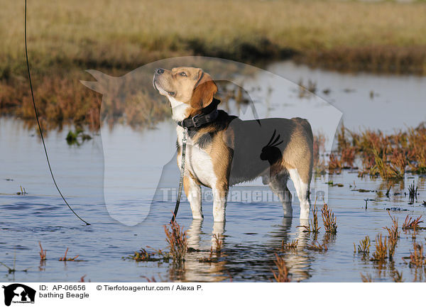 badender Beagle / bathing Beagle / AP-06656