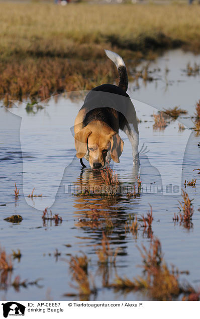 drinking Beagle / AP-06657