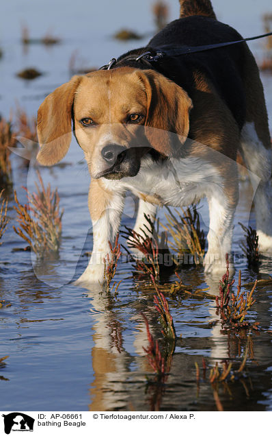 bathing Beagle / AP-06661