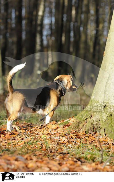 Beagle / AP-06697