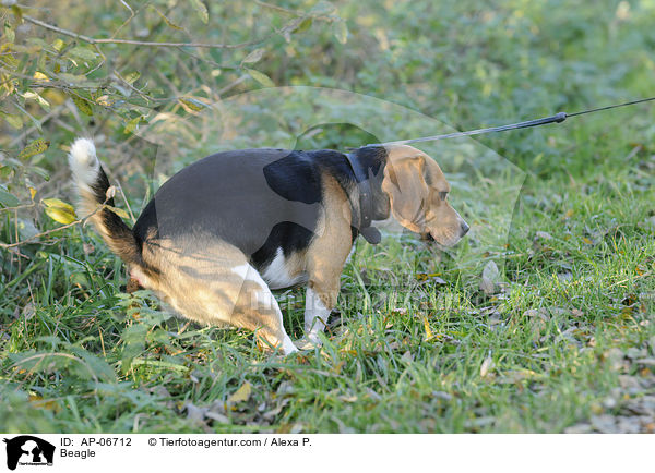 Beagle macht einen Haufen / Beagle / AP-06712