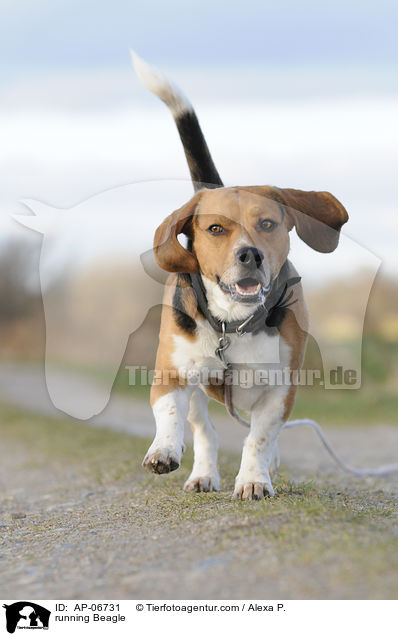 rennender Beagle / running Beagle / AP-06731