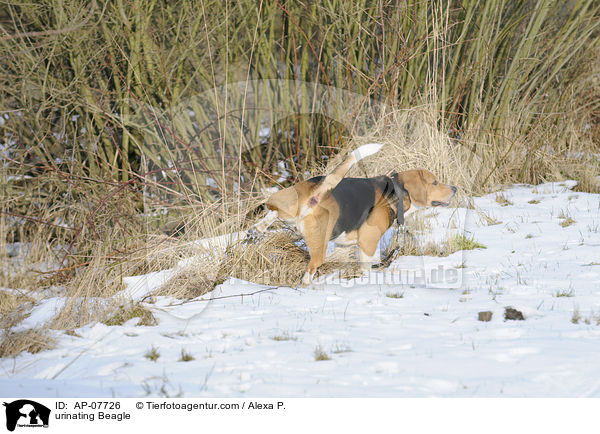 urinierender Beagle / urinating Beagle / AP-07726